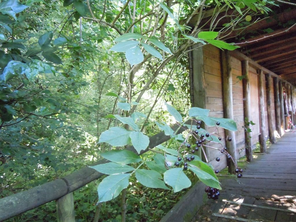 Sambucus nigra